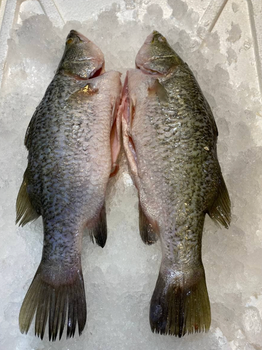 Sea bass (Barramundi) - Raju & Richi Farms - India